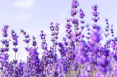 Purple Flower Landscape, Lavender Flower Aesthetic, Lavender Field Aesthetic, Comp Wallpaper, Flower Reference, Floral Wall Mural, Ios Theme, Field Wallpaper, Beauty Makeup Photography