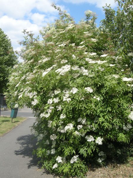 Sambucus nigra - gewone vlier (wit-groen-paars) 8-10m. Sambucus Nigra, California Native Plants, Birds And The Bees, Forest Garden, Plant List, Edible Flowers, Back Garden, Small Trees, Cool Plants