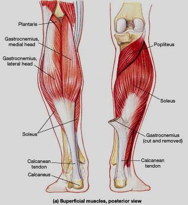 posterior lower leg muscles Muscles Anatomy, Arm Anatomy, Psoas Release, Anatomy Physiology, Yoga Anatomy, Human Body Anatomy, Muscle Anatomy, Human Anatomy And Physiology, Medical Anatomy