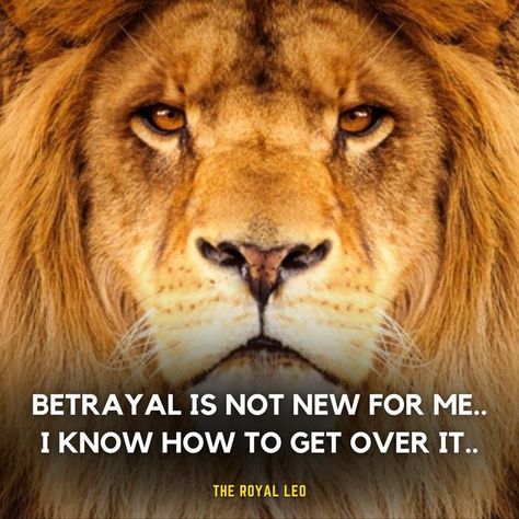 Leo Quotes, Lion Quotes, Leo Lion, Leo Love, Leo Women, Leo Season, Leo Facts, Leo Zodiac, Attitude Quotes