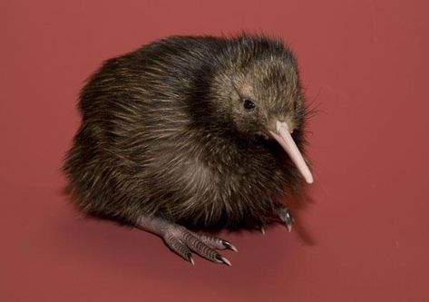 Kiwi Bird Aesthetic, Kiwi Animal, Baby Kiwi, Kiwi Birds, Baby Platypus, Baby Guinea Pigs, Baby Sea Turtle, Kiwi Bird, Raccoon Dog