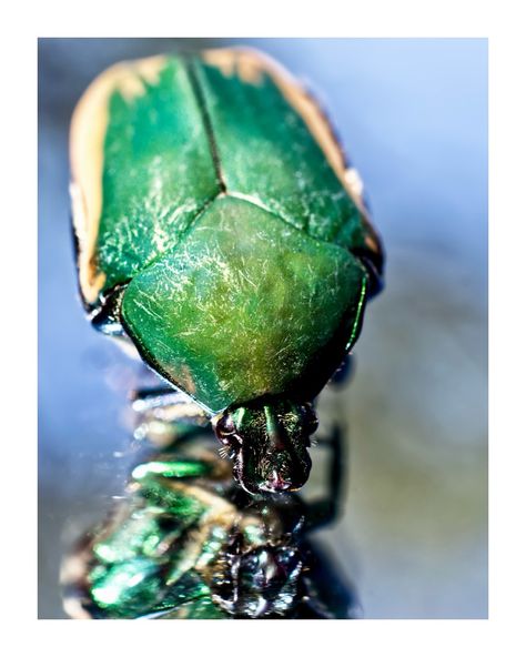 🪲The Figeater Beetle, with its unique green and bronze coloring, is an insect worth noting. 🪲 • • • I’ve collected some micro shots of this deceased insect. 🪲 • • • What insect species do you find most intriguing? 🧐 #microshotsphotography📸 #insectphotography #figeaterbeetle #photographer #photography Figeater Beetle, Insect Species, Insect Photography, August 19, Photographer Photography, Fig, Insects, Photographer, Green