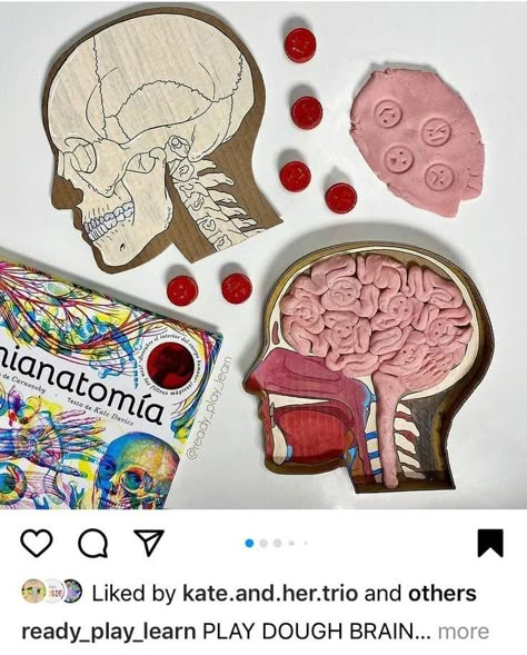 Human Body Science Projects, Human Body Projects, Brain Models, Human Body Science, Biology Projects, Sensory Boxes, Science Projects For Kids, Homeschool Inspiration, Diy Crafts To Do