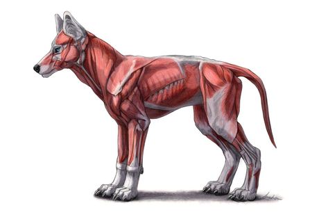 Canine Muscle Anatomy, Wolf Muscle Anatomy, Muscles Study, Wolf Anatomy, Wolf Skeleton, Fox Anatomy, Drawing Wolves, Anatomy Pictures, Muscle Reference