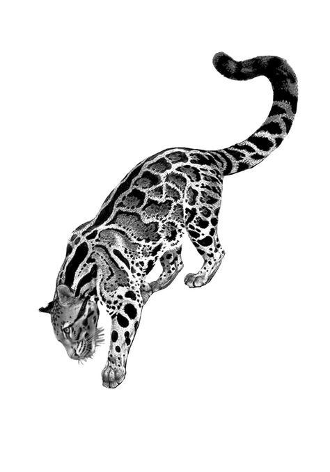 Cheetah Hip Tattoo, Animal Headdress Tattoo, Cat Markings Tattoo, Jungle Cat Tattoo, Jaguar Skull Tattoo, Clouded Leopard Tattoo, Bengal Cat Tattoo, Jaguar Tattoo For Women, Wild Cat Tattoo