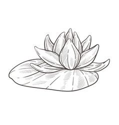 Water Lily Flower Sketch, Water Lilly Sketch, Waterlily Drawing Simple, Water Flower Drawing, Louts Flower Drawing, Waterlily Sketch, Lotus Sketch Drawing, How To Draw Lotus, Lotus Drawing Simple