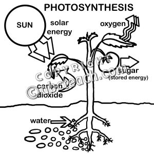 Black and White Photosynthesis Photosynthesis Drawing, Photosynthesis Coloring Page, Diagram Of Photosynthesis, What Is Photosynthesis, Photosynthesis And Cellular Respiration Poster, Process Of Photosynthesis, Shaggy Cut, Haircuts For Girls, Haircuts For Boys