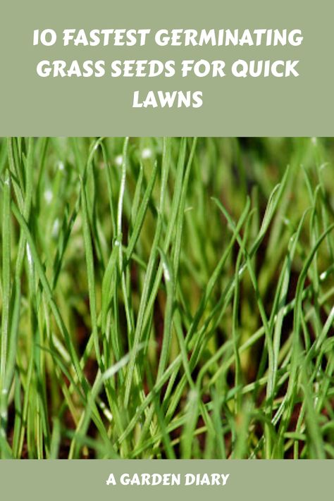 Explore the realm of speedy lawn makeovers with a selection of the quickest germinating grass seeds available. Uncover the varieties that will breathe new life into your lawn within days. Discover rapid transformations for vibrant, flourishing lawns! Garden Diary, Grass Seed, Lawn, Seeds, 10 Things