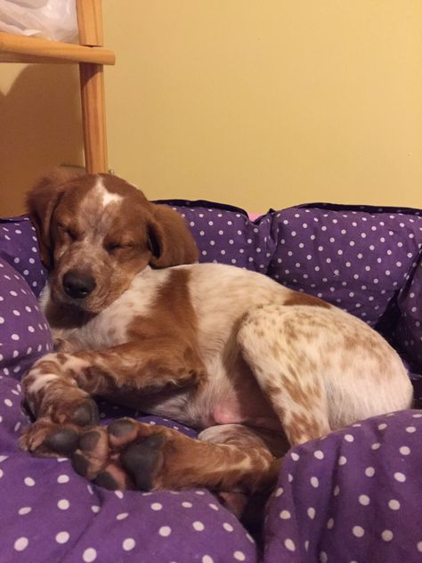 Brittany Spaniel, Pretty Dogs, Animal Cute, Hunting Dogs, Bad Day, Peaches, I Love Dogs, Spaniel, Best Dogs