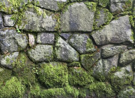 High Def Stone Wall Moss Growth Texture Moss Stone Wall, Mossy Brick Wall, Moss Texture Drawing, Moss On Stone, Texture Plant, Stone With Moss, Rock Wall Texture, Stones Texture, Textures Reference