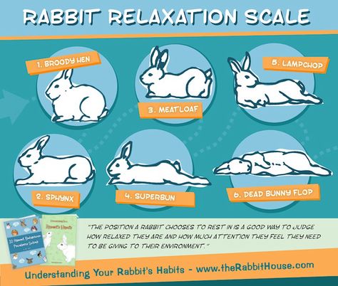 Bunny Behavior, Autumn Bunny, Dead Bunny, Bunny Sleeping, Rabbit Facts, Rabbit Behavior, Pet Rabbit Care, Somebunny Loves You, Bunny Lady