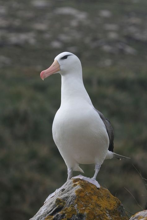 Bird Puppet, Midway Islands, Sea Gulls, Polar Animals, Falkland Islands, Fairytale Illustration, Australian Birds, Oceans Of The World, Animal Photos