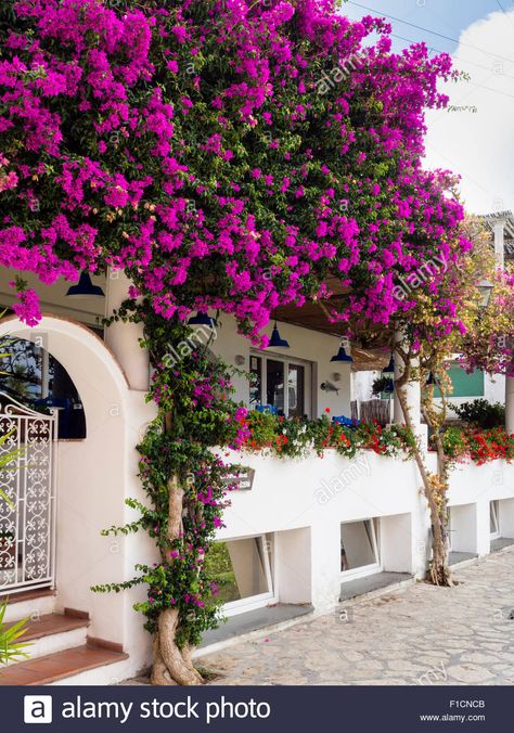 Bougainvillea flowers in Capri Italy Pumpkin Trellis Ideas, Bougainvilla Design, Mediterranean Bougainvillea, Pumpkin Trellis, Bourgainvilier Flower, Light Pink Bougainvillea, Bougainvillea Flower, Fast Growing Flowers, Furniture 2023