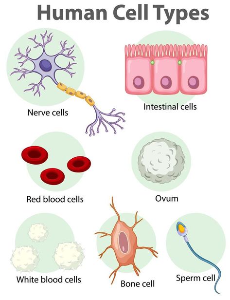 Igcse Biology, Human Cell, Anatomy Education, Biochemistry Notes, Cell Parts, Human Cells, Scientific Poster, Body Diagram, Basic Anatomy And Physiology