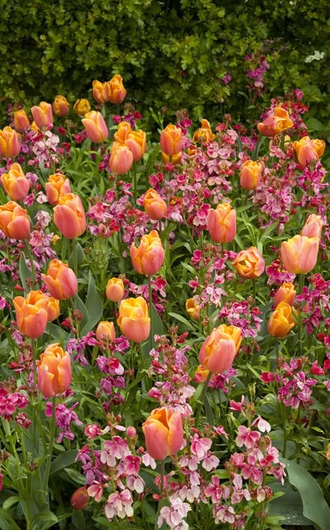 Gardens With Tulips, Tulip Flowerbed, Tulip Flower Bed, Tulip Bed, Plants Combination, Apricot Garden, Bulbs Garden Design, Spring Containers, Planting Combinations