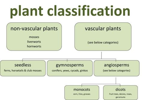 botany classification of plants | ... classification of plants so if this will help you please download here Classification Of Plants, Plant Taxonomy, Horticulture Education, Botany Study, Biology Plants, Plant Classification, Plant Biology, Plant Physiology, Science Anchor Charts