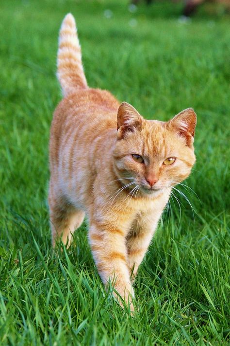 Cat Walking Front View, Cats Walking Together, Cats Walking, Walking Pictures, Walking Tips, Walking Cat, Cat References, Cat Walking, Cat Body