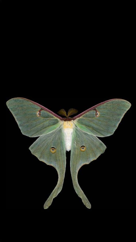 Moth Art, Trending Pins, Luna Moth, Cool Wallpapers Art, Dope Art, Aesthetic Images, Screen Wallpaper, Aesthetic Backgrounds, Cool Wallpaper