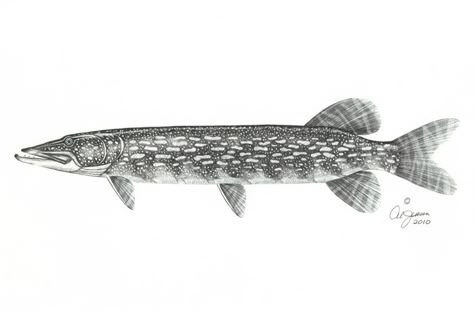 Trout Drawing Simple, Pike Tattoo, Trout Drawing Sketch, Northern Pike Tattoo, April Tattoos, Pike Tattoo Fish, Pike Drawings, Northern Pike Drawing, Pike Fish Drawing