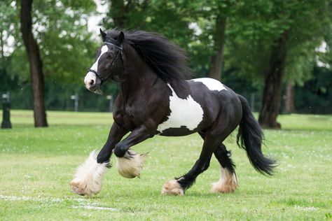 pferdebilder als hintergrund | Real Life Drama: I bought a pony – and got one free! - Pony Magazine ... Hackney Horse, Haflinger Horse, Percheron Horses, Akhal Teke Horses, The Farm, Horse Facts, American Paint Horse, Pony Breeds, Morgan Horse