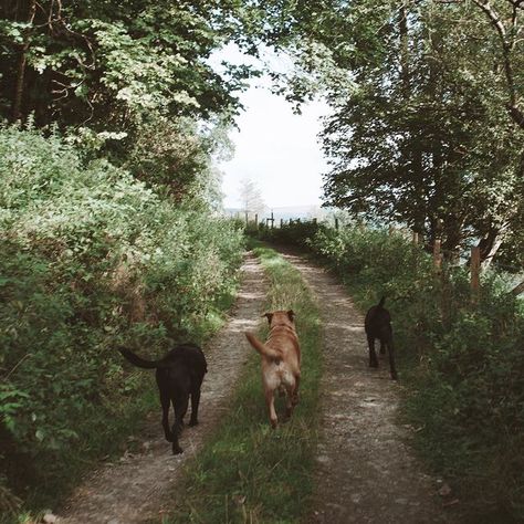 Country Dogs, Visit England, Uk English, Countryside Living, Country Aesthetic, Country Walk, Farm Lifestyle, Country Lifestyle, Countryside House