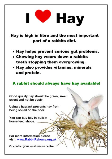 Hay is good for your buns 4h Rabbit Poster Ideas, Rabbit Health, Pet Bunnies, Bunny Care Tips, Lionhead Bunny, House Bunny, Pet Rabbit Care, Rabbit Diet, Lionhead Rabbit