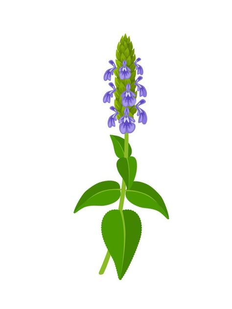 Salvia Hispanica, Background Background, Vector Drawing, Chia, Vector Art, White Background, Vector Free, Vector Illustration, Clip Art