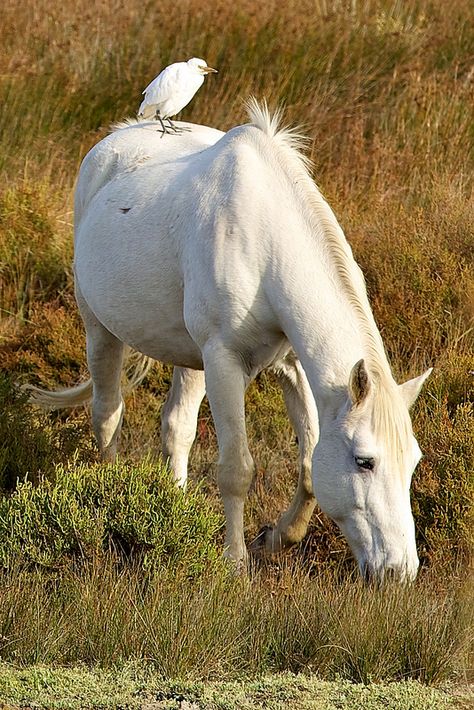 Camargue France, Camargue Horse, Types Of Horses, Wild Mustangs, Most Beautiful Horses, Pony Club, Animal Magic, All About Horses, I Love Horses