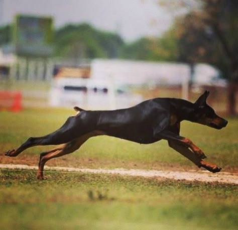 #Doberman #doggy Dog Reference, Doberman Shepherd, Doberman Pinscher Puppy, Doberman Love, Doberman Dogs, Running Inspiration, Dog Agility, Dog Runs, Search Bar