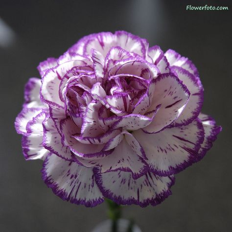 Purple Flowers Carnation Tattoo, Purple Carnations, January Birth Flowers, Bonsai Flower, Boquette Flowers, Amazing Gift Ideas, Flowers Purple, Carnation Flower, Birth Month Flowers