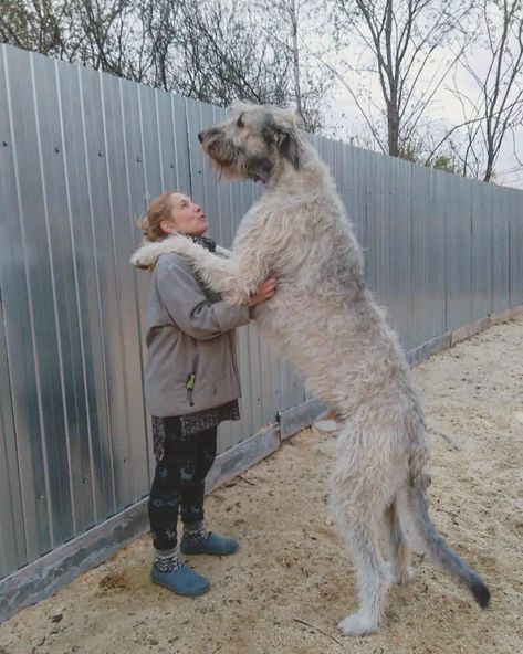 14 Things You Need to Know Before Purchasing an Irish Wolfhound - The Paws Wolfhound Puppies, Irish Wolfhound Puppies, Irish Wolfhound Dogs, Wolfhound Dog, St Bernard Puppy, Irish Wolfhound, Pretty Dogs, Types Of Dogs, Pitbull Dog