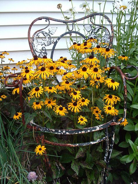 Just a awesome thought....old chair turned into container for beautiful Black Eyed Susans. Love this!! Chair Planter, Wrought Iron Chairs, Deco Champetre, Iron Chair, Have Inspiration, Old Chair, Garden Containers, Black Eyed Susan, Vintage Garden