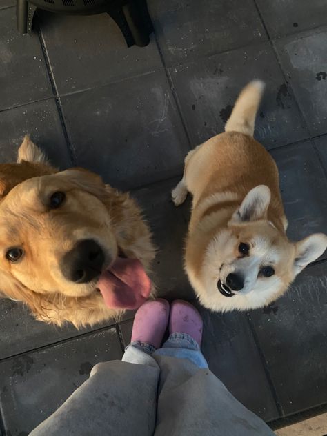 #corgi #goldenretriever #puppies Corgi And Golden Retriever, Corgi Aesthetic, Golden Corgi Mix Puppy, Corgi Golden Retriever Mix Puppies, Golden Corgi, Corgi X Golden Retriever, Corgi Mix Puppies, Corgis And Fairies, Baby Corgi