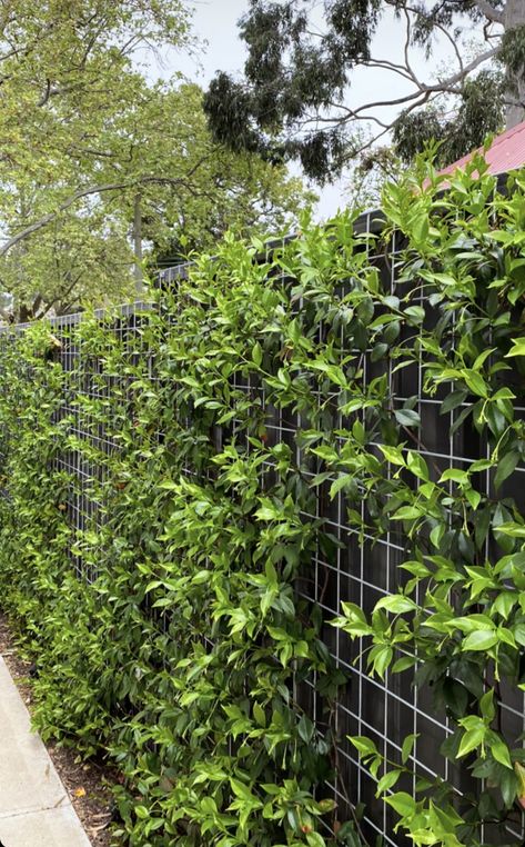 Garden Bed Along Fence, Narrow Garden Bed, Narrow Backyard, Narrow Backyard Ideas, Green Wall Garden, Narrow Garden, Fence Screening, Wall Garden, Garden Bed