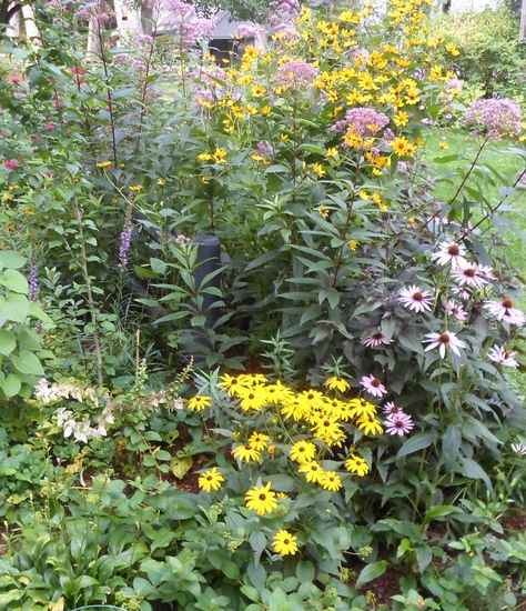 Milkweed Garden Layout, Milkweed Landscaping, Monarch Waystation Design, Milkweed Garden, Monarch Waystation, Vermont Landscape, Wild Gardens, Monarch Butterfly Garden, Butterfly Garden Plants