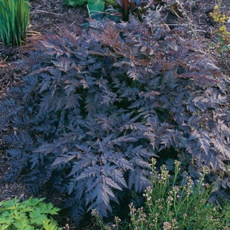 Ravenswing - FineGardening Purple Foliage, Goth Garden, Gothic Garden, Purple Plants, Shade Flowers, Flower Garden Design, Midnight Garden, Black Garden, Fine Gardening