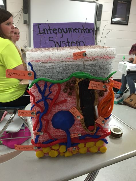 Integumentary System visual project done in health class!                                                                                                                                                                                 More Integumentary System Project, Health Science Classroom, Highschool Classroom, Body Systems Project, Human Systems, Skin System, Skin Anatomy, Human Body Science, Science Models