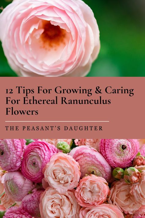 Discover the secrets to growing vibrant, beautiful ranunculus flowers with these 12 expert tips! From selecting healthy corms and soaking them before planting, to ensuring well-drained soil and proper watering, you'll learn everything you need to know. Find out how to support tall plants, fertilize for abundant blooms, and control pests and diseases. These tips will help you enjoy a stunning garden filled with colorful ranunculus. How To Grow Ranunculus, Renuculas Flower, Garden Techniques, Ranunculus Garden, Persian Buttercup, Cottage Landscape, Micro Farm, Ranunculus Flower, Flower Farming