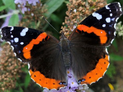 Red Admiral Butterfly - Delaware Nature Society Red Admiral Butterfly, Butterfly Habitat, Habitat Garden, Raising Chicks, Healthy Water, Flower Ball, Moon Flower, Nature Center, Animal Rights