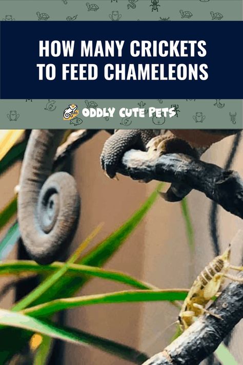 Learn how many crickets to feed a chameleon, details on what chameleons eat, and how to feed them. [Diet Details] Chameleon Food, Baby Chameleon, Lizard Habitat, Veiled Chameleon, Reptile Habitat, Reptile Enclosure, Chameleons, Nutrient Dense Food, Eat Fruit