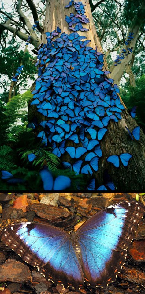 Nature Blue Butterflies, Amazing Nature Photography, Nature Animals, Dragonflies, Science And Nature, Beautiful Butterflies, Amazing Nature, The Tree, Natural Wonders