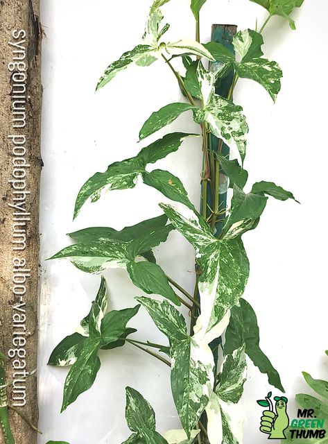 Syngonium Plant, Syngonium Albo, Arrowhead Vine, Plants Monstera, Syngonium Podophyllum, Arrowhead Plant, Indoor Oasis, Plant Goals, Philodendron Plant