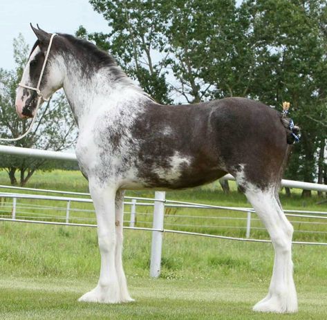 Sabino Clydesdale, Horse Markings, Horse Coat Colors, Clydesdale Horses, Pinto Horse, Horse Anatomy, Big Horses, Most Beautiful Horses, Appaloosa Horses