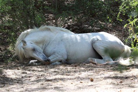 Salt River horse resting Horse Shading, Horse Laying Down, Horse Anatomy, Mustang Horse, Cowboy Horse, Horse Photos, Pretty Horses, Horse Photography, White Horse