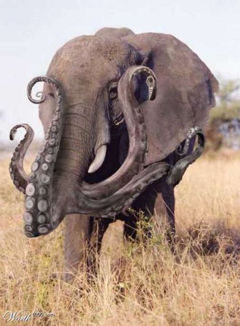 Best Ever: Animals Morphed With Other Animals (Hybrids, y’all) Animal Mashups, Photoshopped Animals, Funny Photoshop, Fake Animals, Elephant Art, Creature Feature, An Elephant, Weird Animals, Creature Design