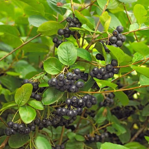 How to Plant and Grow Black Chokeberry Yew Shrub, Black Chokeberry, Aronia Melanocarpa, Winterberry Holly, Colorful Shrubs, Types Of Shrubs, Hutch Makeover, Autumn Leaf Color, Companion Plants