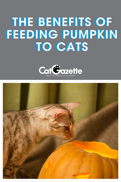 Pumpkin Cat Treats Homemade, Pumpkin Cat Treats, Pumpkin For Cats, Homemade Cat Treats Recipes, Pumpkin Benefits, Diy Cat Treats, Kitty Treats, Being Spoiled, Hypoallergenic Cats