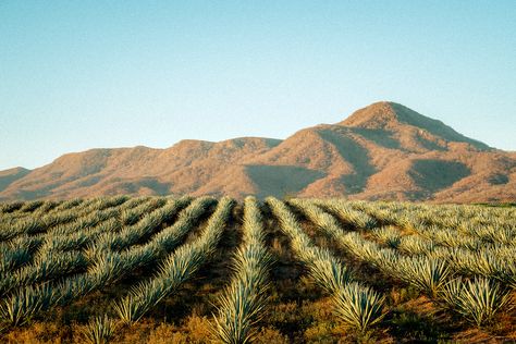 Agave Fields Mexico, Aesthetic Mexico Wallpaper, Mexico Landscape Photography, Jalisco Mexico Aesthetic, Agave Aesthetic, Mexican Nature, Mexican Landscape, Agave Field, Tequila Mexico