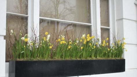 Easter Window Boxes, Porch Boxes, Window Box Ideas, Fall Window Boxes, Flower Displays, Coastal Garden, Summer Window, Early Spring Flowers, Window Box Flowers