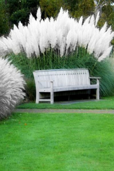 Pampas Grass Grasses Landscaping, Garden Types, Have Inspiration, Garden Club, White Gardens, Ornamental Grasses, Landscaping Plants, Garden Cottage, Backyard Landscaping Designs